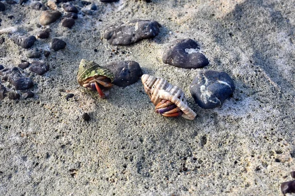 Hermit krabben op een rotsachtige strand — Stockfoto