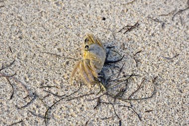 Tropik sahilde küçük yengeç