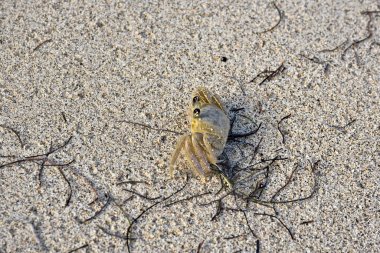 Tropik sahilde küçük yengeç