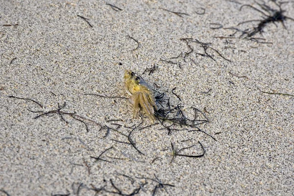 Kleine krab op tropisch strand — Stockfoto