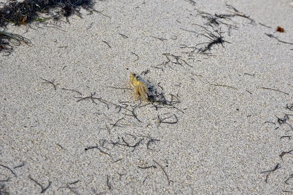 Kleine krab op tropisch strand — Stockfoto