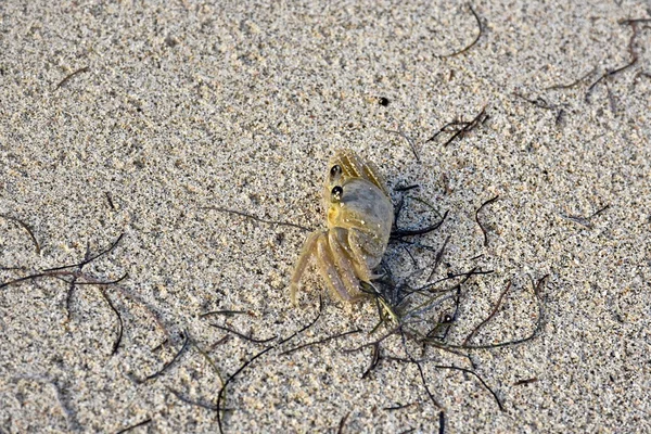 Kleine krab op tropisch strand — Stockfoto