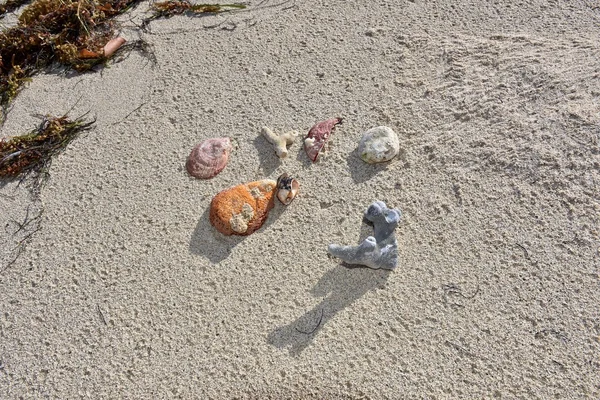 Koraal en schelpen in het zand — Stockfoto