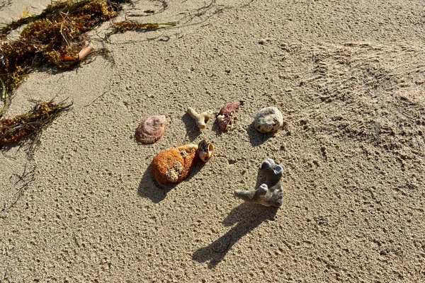 Koraal en schelpen in het zand — Stockfoto