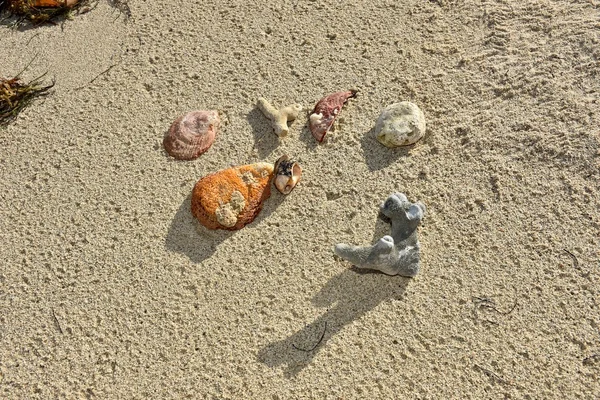 Koraal en schelpen in het zand — Stockfoto