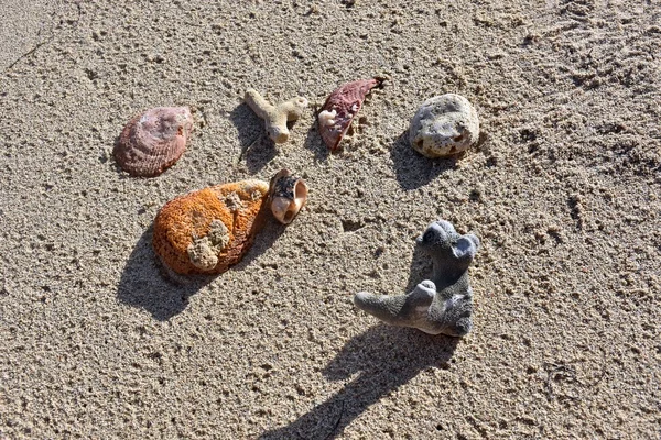 Koraal en schelpen in het zand — Stockfoto