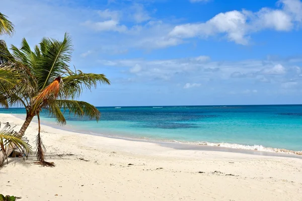 Spiaggia di flamenco sull'isola di Culebra — Foto Stock