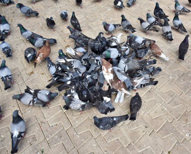 Parkta besleme güvercinler