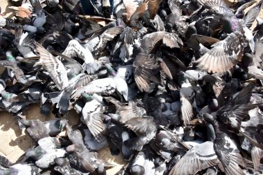 Parkta besleme güvercinler