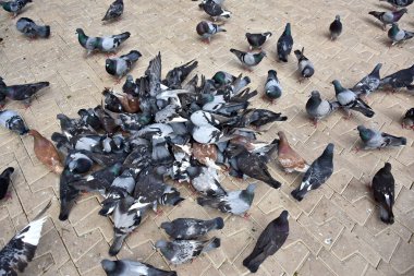 Parkta besleme güvercinler