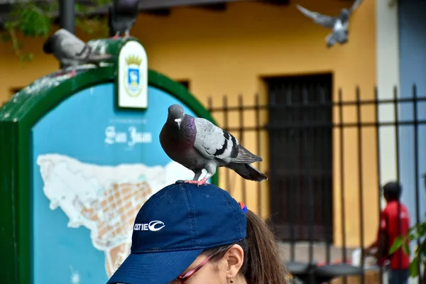 Güvercin besleme turist