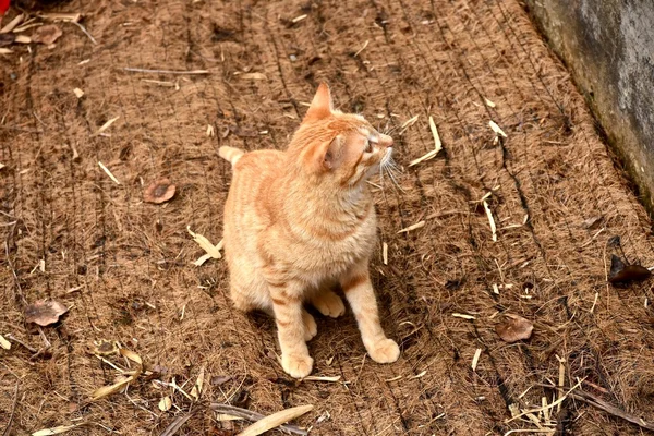 Gato laranja bonito — Fotografia de Stock