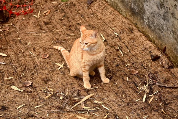 Ładny pomarańczowy kot — Zdjęcie stockowe