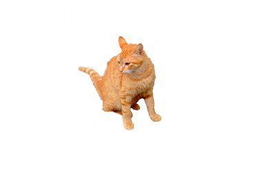 beyaz arkaplandaki kedi