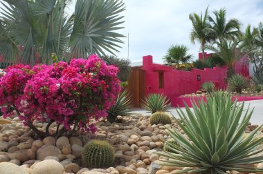 Parlak pembe duvar ve çiçekler