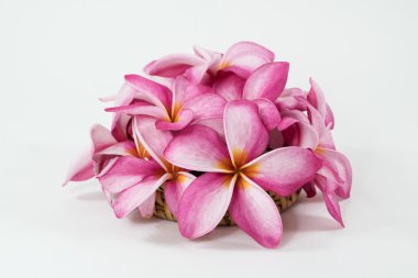 Frangipani çiçek beyaz arka plan üzerinde bardak altlığı bambu