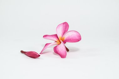 Beyaz arkaplanda Frangipani çiçekleri