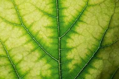 Dut (Morus alba Linn) yaprak dokusu