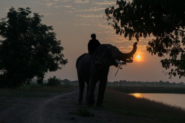 Gün batımında fil ve fil siluet