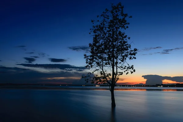 Paisaje de cielo azul y silueta de árbol . — Foto de Stock