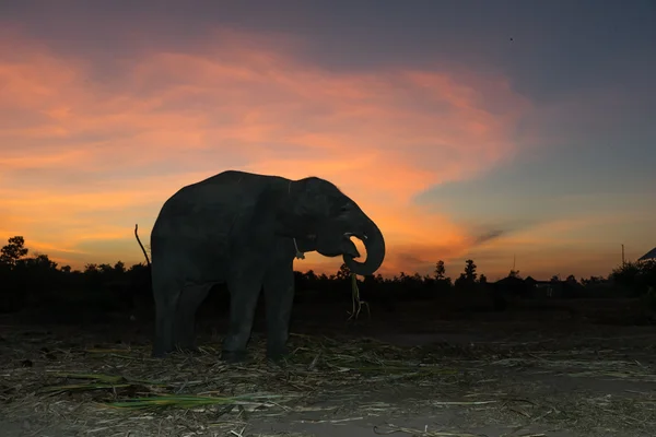 Paisaje de elefante con cielo colorido — Foto de Stock