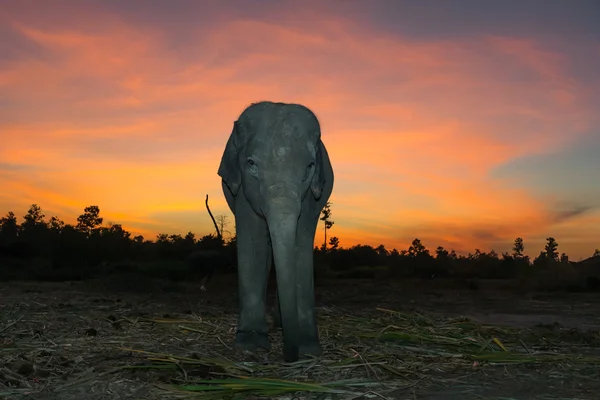 Elefant mit buntem Himmel — Stockfoto