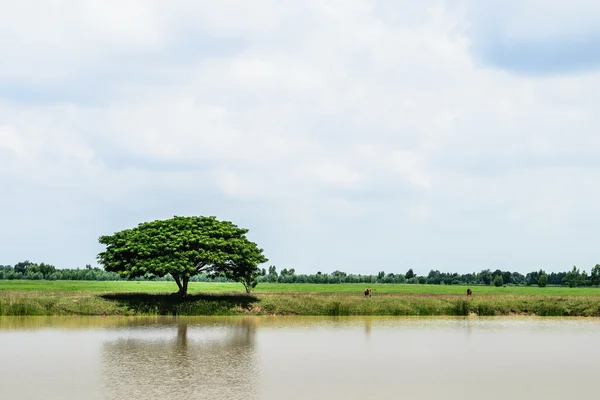Uma Árvore à beira do lago — Fotografia de Stock