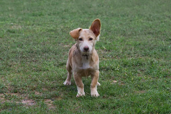 Pies na trawa tło — Zdjęcie stockowe