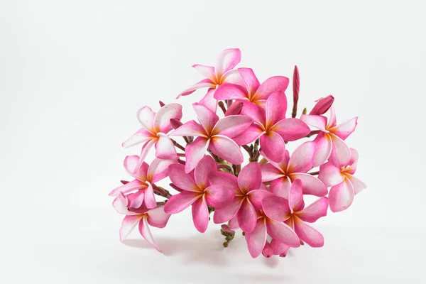 Beyaz arkaplanda Frangipani çiçekleri