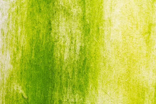 Superficie del musgo verde en la pared — Foto de Stock