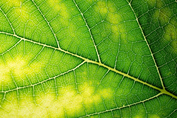 Dut (Morus alba Linn) yaprak dokusu