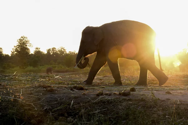 Silueta de elefante con efectos de destello de lente al atardecer — Foto de Stock