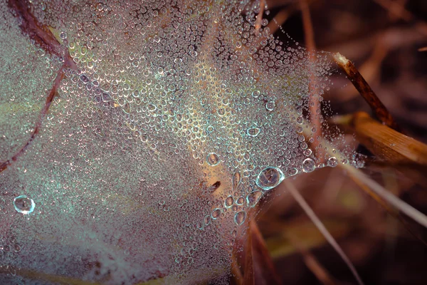 Cobweb couvert de gouttes de rosée à l'herbe — Photo