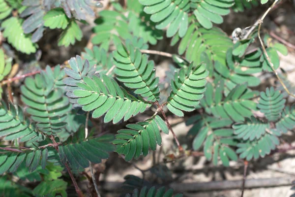 Sensitive plant tree — Stock Photo, Image