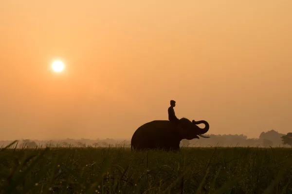 Elefantes siluetas al amanecer en el campo de arroz — Foto de Stock