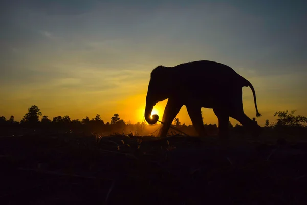 Elefant silhuett i solnedgången, Stockbild