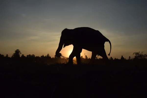 Elefant silhuett i solnedgången Stockbild