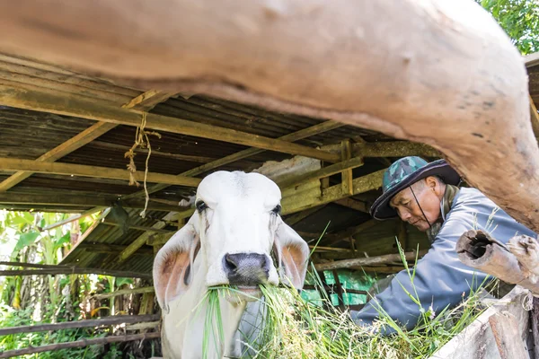 農家の牛を供給 ロイヤリティフリーのストック写真