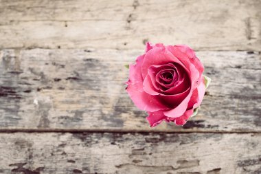 Rose eski ahşap zemin üzerinde