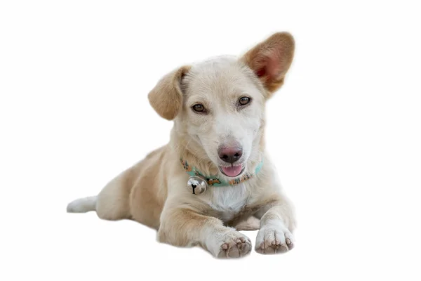 köpek oturuyor
