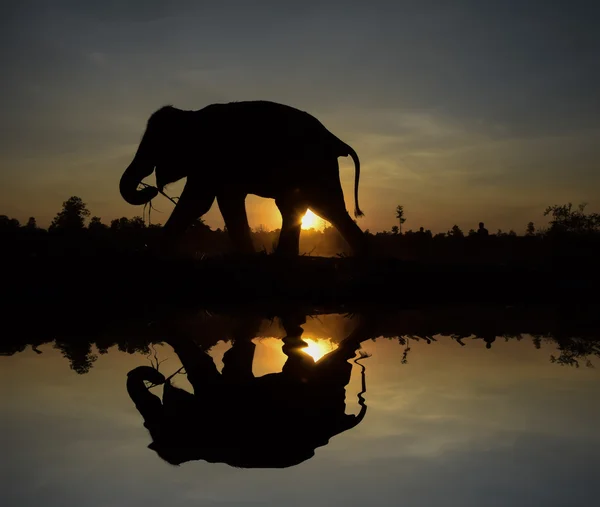 Silueta de un elefante con un reflejo en el agua — Foto de Stock