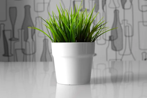 Planta verde em um pote branco Imagem De Stock