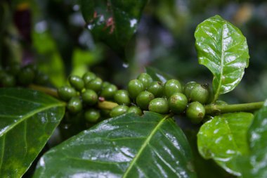 Kuzey Tayland yüksek Dağı'nda kahve bitki