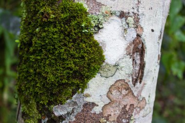 Yeşil yosun ağaçta, Kuzey Tayland canlı