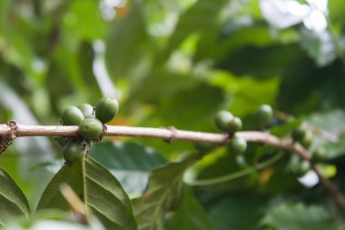 kahve bitki meyve ile