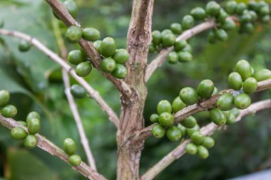 kahve bitki meyve ile