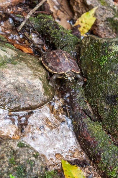 River Turtle walking near waterfall