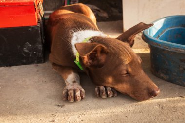 Yavru köpek yerde yatıyor.