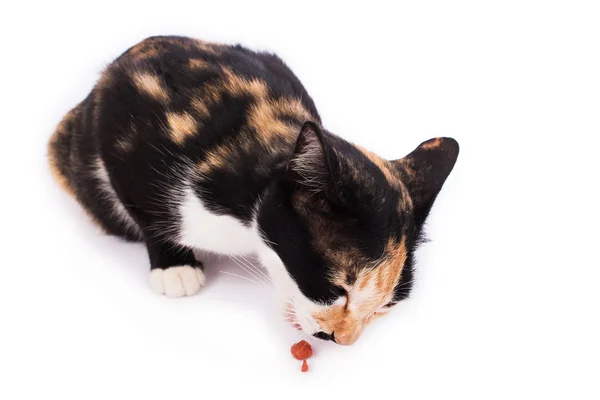 Мама кошка ест пищу — стоковое фото