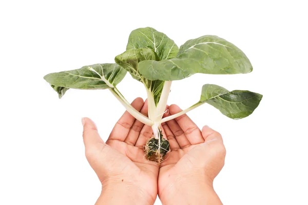 Hand vrouwen houden hydroponic plantaardige — Stockfoto